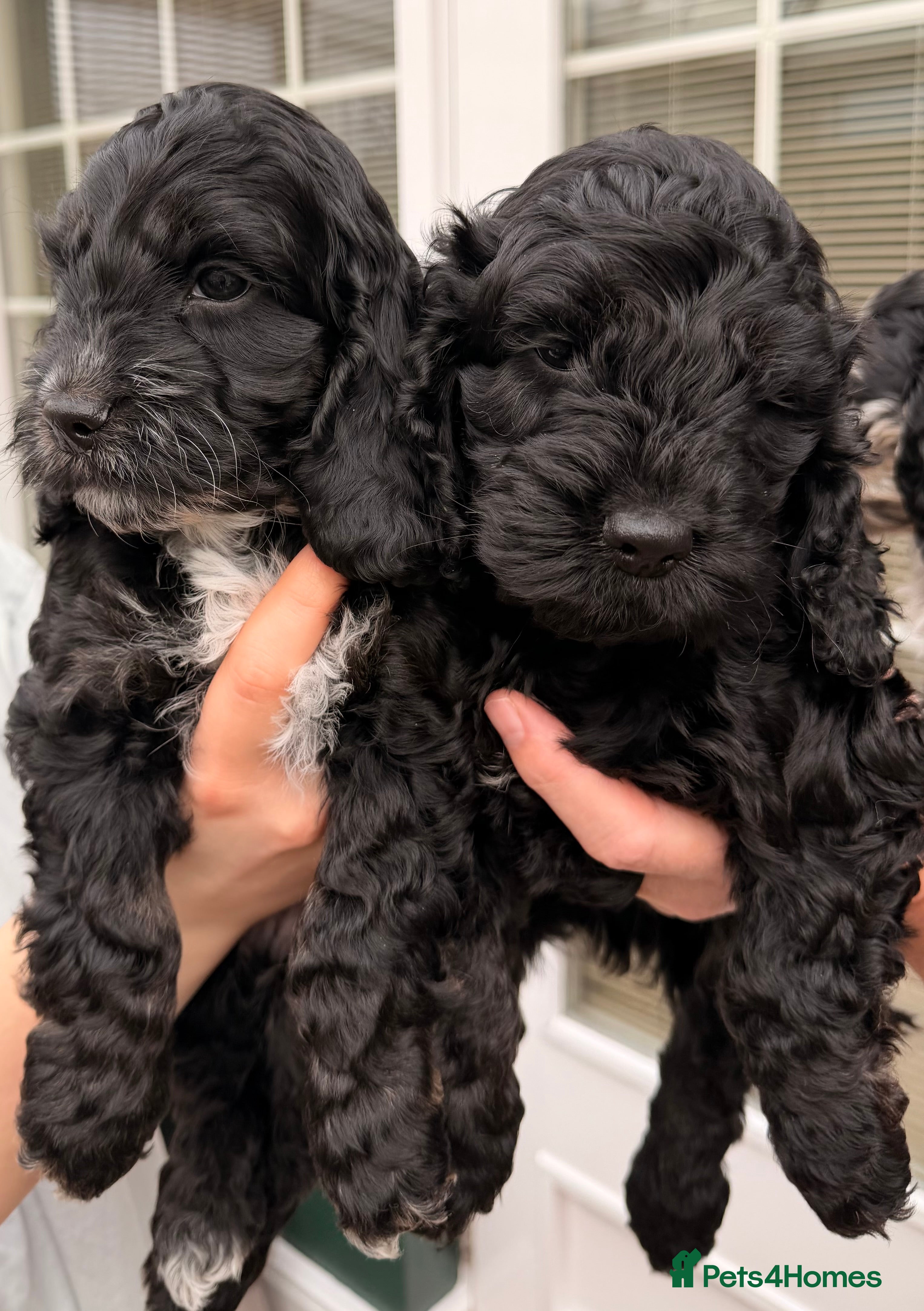 Cockapoo dogs F1 Cockapoo Puppies - Advert 4