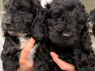 Cockapoo dogs F1 Cockapoo Puppies - Advert 5