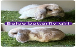 Mini Lop rabbits for sale: Beautiful, friendly mini lops  - Image 1