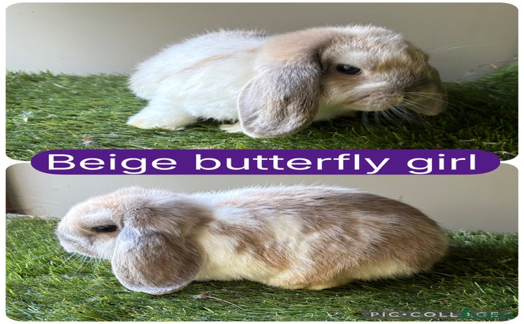 Mini Lop rabbits - Advert 5