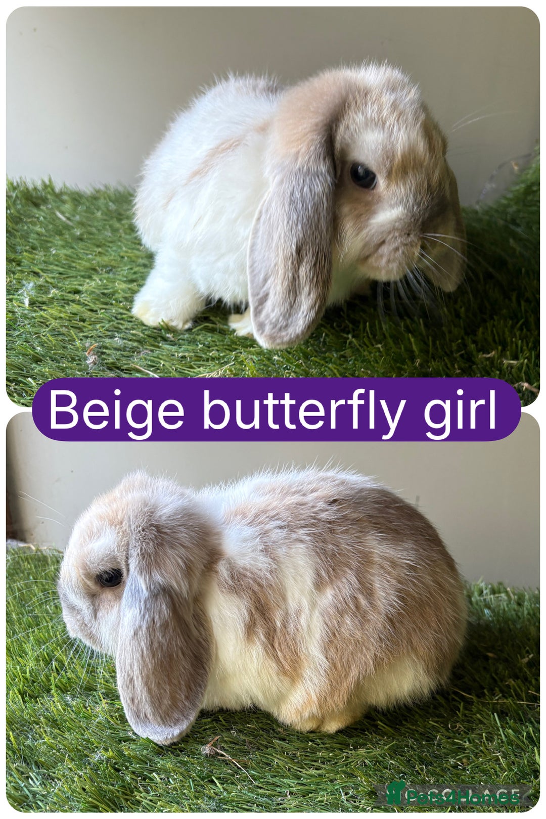 Mini Lop rabbits for sale: Beautiful, friendly mini lops  - Image 1