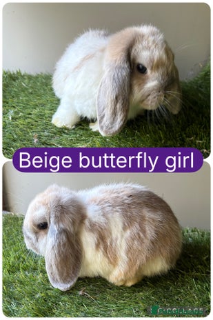 Mini Lop rabbits - Advert 2