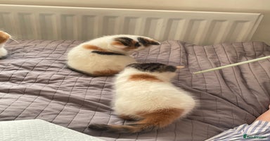 Exotic cats - Advert 10