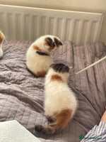 Exotic cats - Advert 3