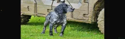 Cocker Spaniel dogs for sale: Health tested parents Fully Vaccinated  - Advert 3