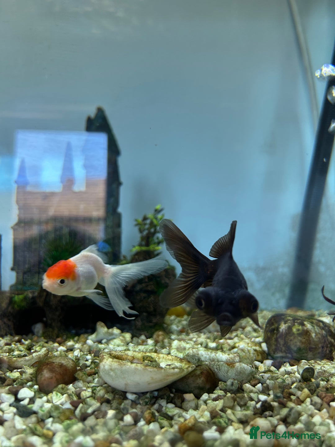 Fancy Goldfish fish for sale: Fancy goldfish / goldfish  - Image 2