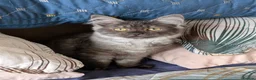Maine Coon cats for sale: Beautiful Black Smoke Ragdoll Maine Coon Kittens  - Advert 16