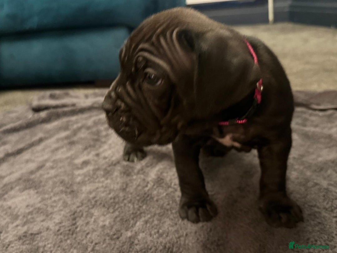 Cane Corso dogs for sale: Exceptional Quality Full Pedigree  - Advert 14