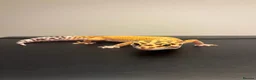 Leopard Gecko reptiles for sale: Inferno Tangerine Het Tremper  - Advert 4