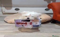Maltese dogs for sale: Gorgeous KC pedigree Maltese puppy boy - Image 3