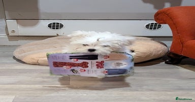 Maltese dogs - Advert 10