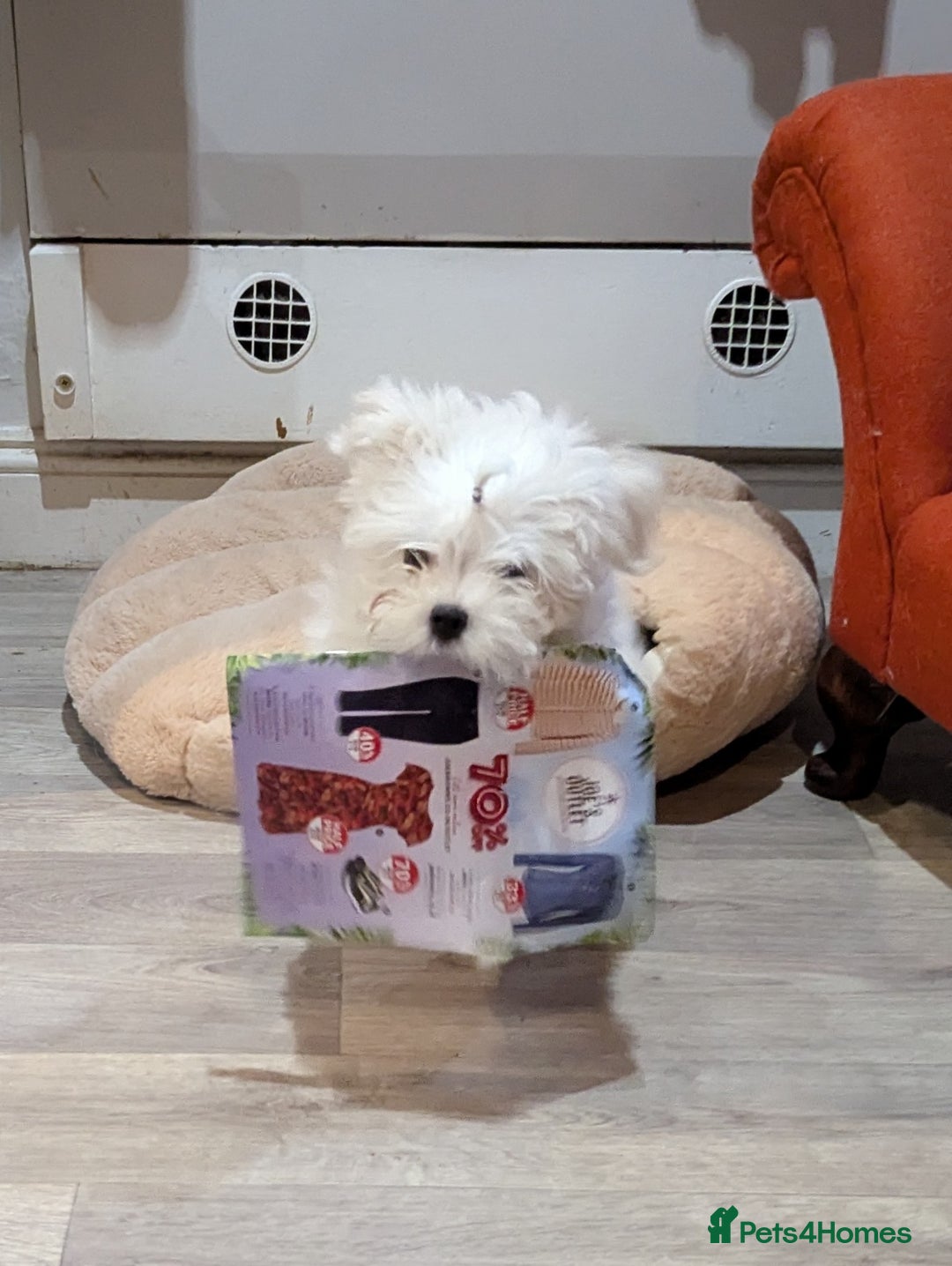 Maltese dogs for sale: Gorgeous KC pedigree Maltese puppy boy - Image 3