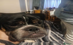 Olde English Bulldogge dogs for sale: Beautiful Litter OLDE ENGLISH BULLDOG  - Image 3
