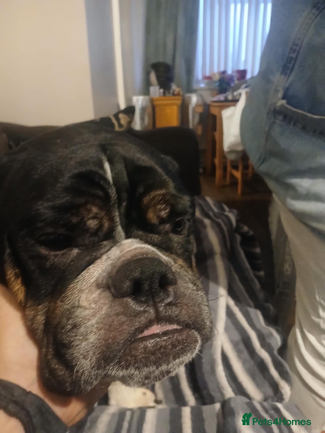Olde English Bulldogge dogs for sale: Beautiful Litter OLDE ENGLISH BULLDOG  - Image 3