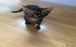 Mixed Breed cats for sale: Mixes breed kittens for sale  - Image 9