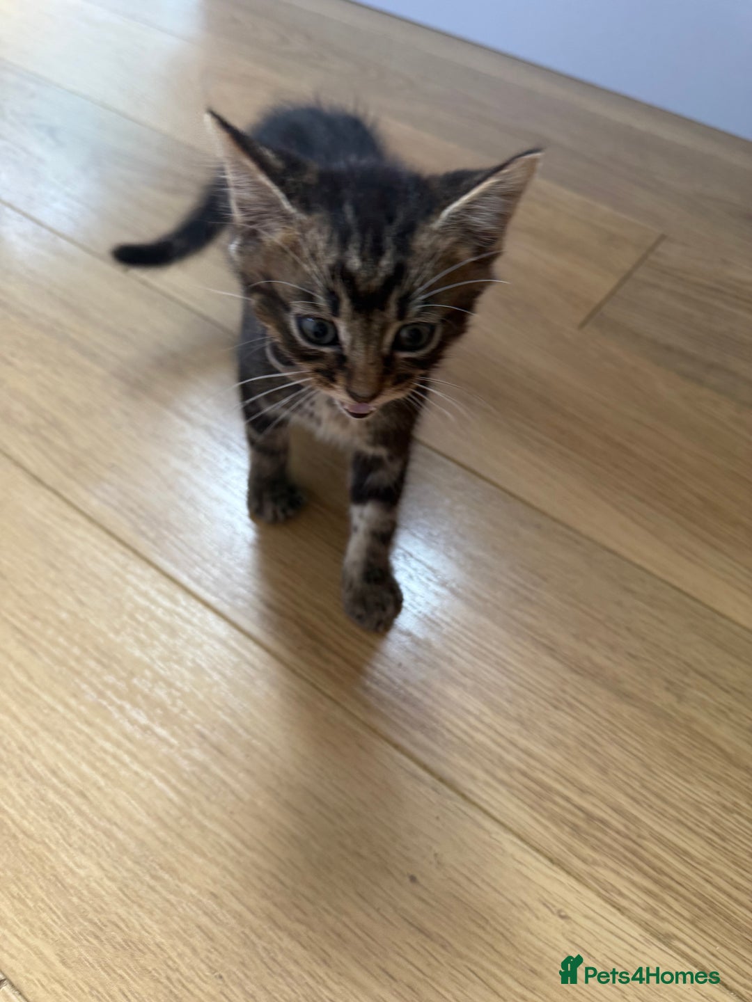 Mixed Breed cats for sale: Mixes breed kittens for sale  - Image 9