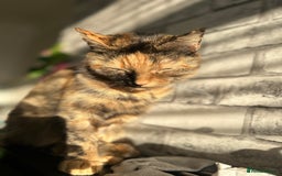 Mixed Breed cats for sale: Dottie - Image 4