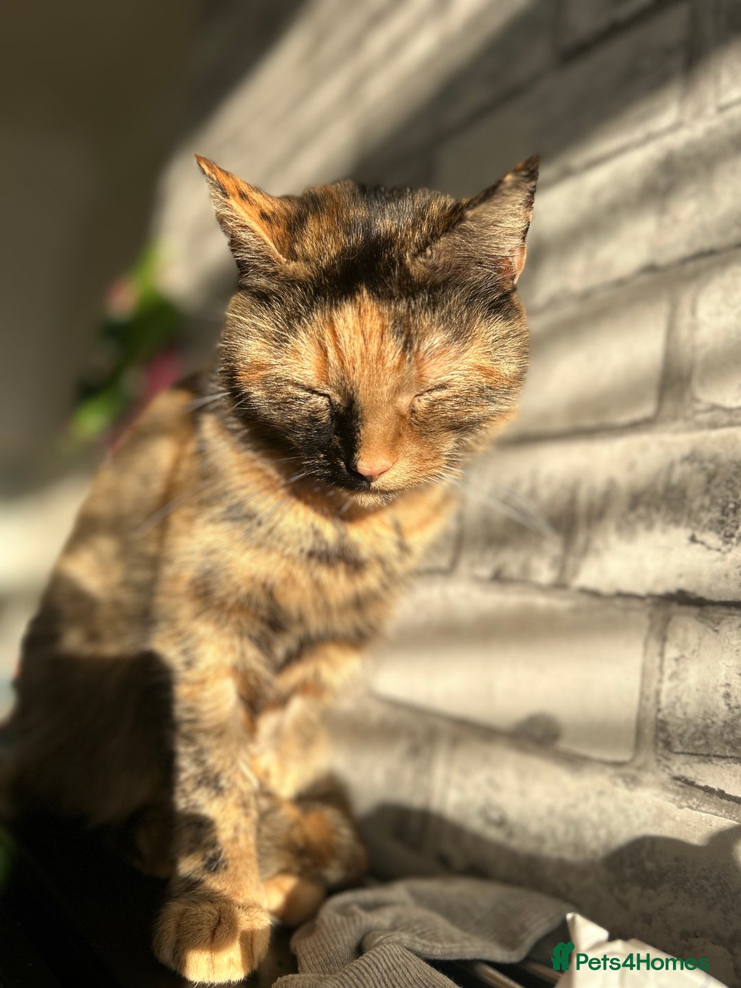 Mixed Breed cats for sale: Dottie - Image 4