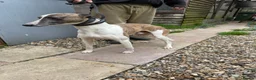 Whippet dogs for sale: Kc whippet puppies  - Advert 3