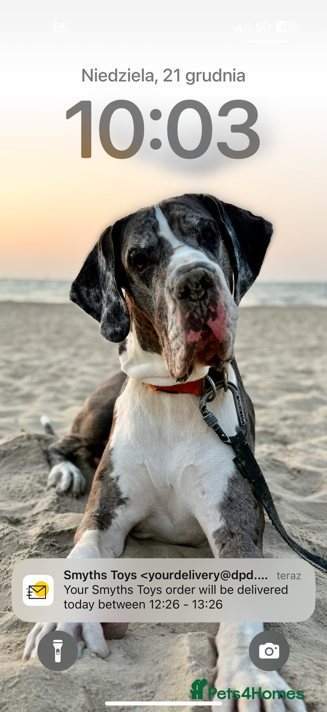 Great Dane dogs for stud: Great Dane merle stud dog  - Advert 2