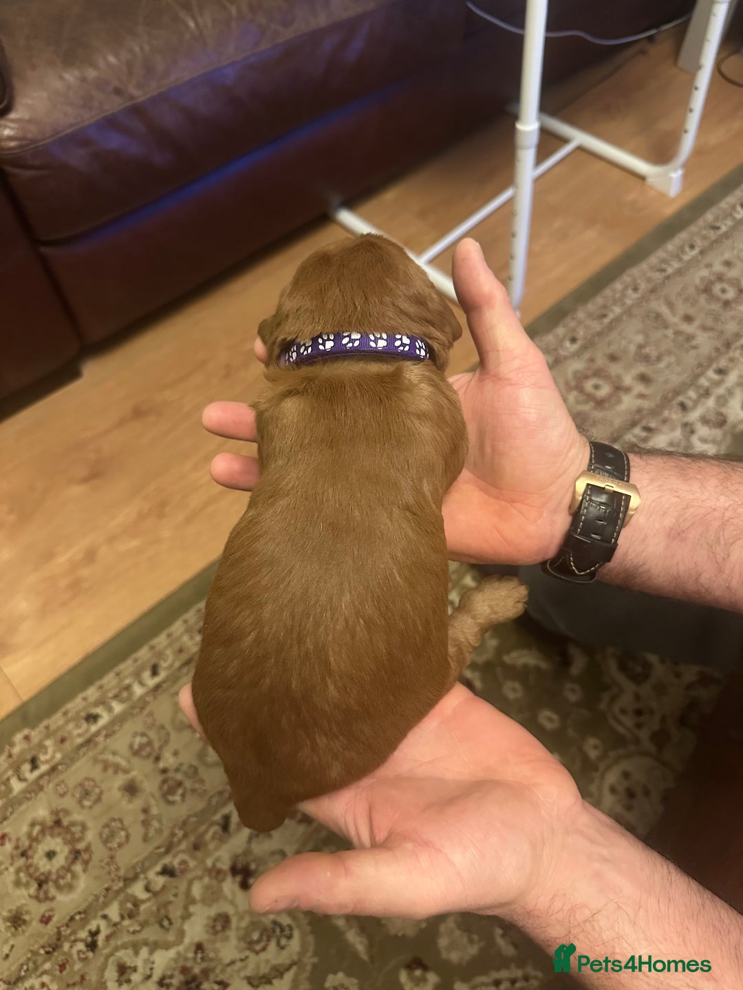 Labradoodle dogs for sale: Miniature F1 Labradoodles  - Advert 32