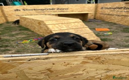Mixed Breed dogs for sale: Belgian malinois x Anatolian shepherd mix pups 🐶  - Image 18