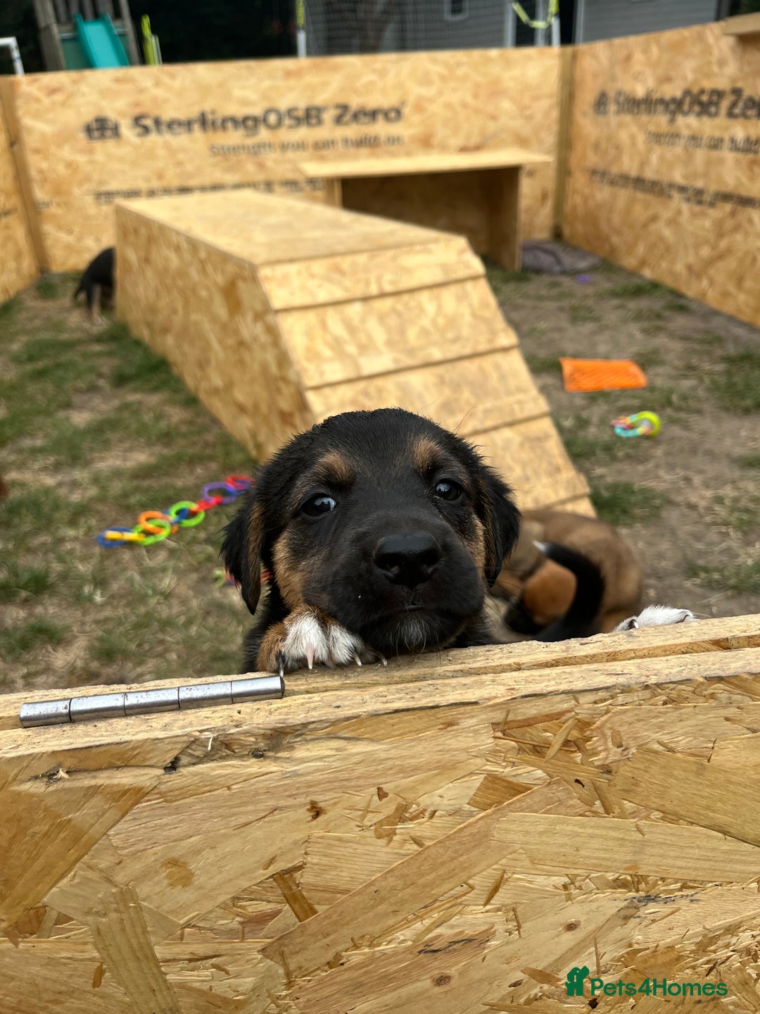 Mixed Breed dogs for sale: Belgian malinois x Anatolian shepherd mix pups 🐶  - Image 18