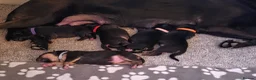 Sheprador dogs for sale: Sheprador Puppies – German Shepherd × Labrador - Advert 34