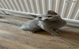 Russian Blue cats for sale: Russian blue  - Image 3