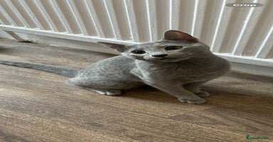 Russian Blue cats - Advert 12
