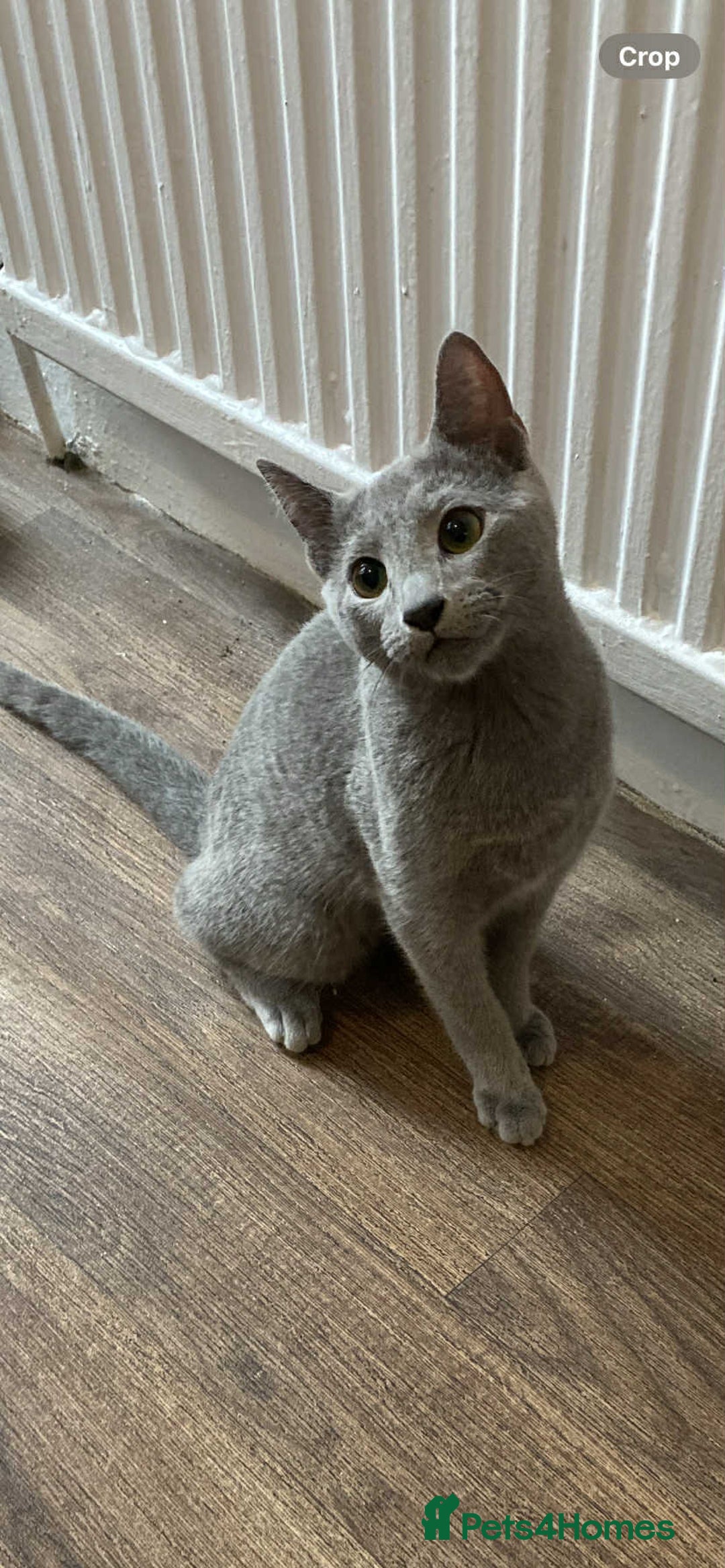 Russian Blue cats for sale: Russian blue  - Image 3