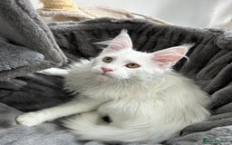 Maine Coon cats for sale: Pedigree TICA Reg Mine coon kittens  - Image 7