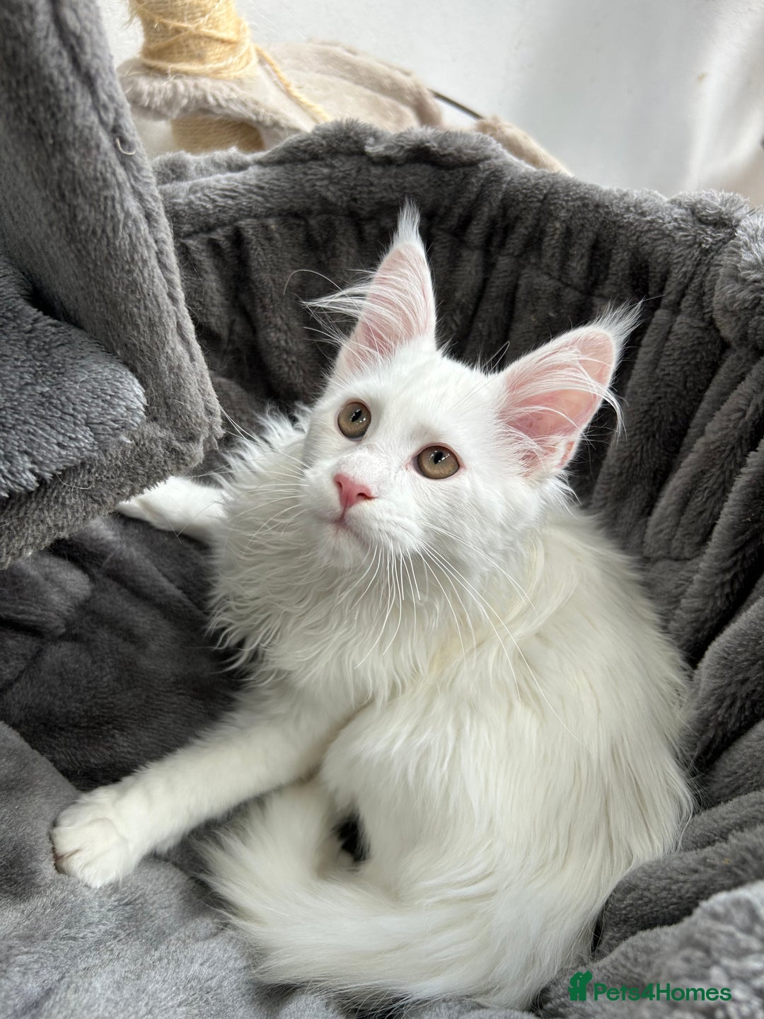 Maine Coon cats for sale: Pedigree TICA Reg Mine coon kittens  - Image 7
