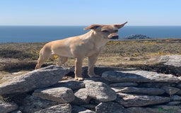 Labrador Retriever dogs for sale: Working/Active Pet - Image 10