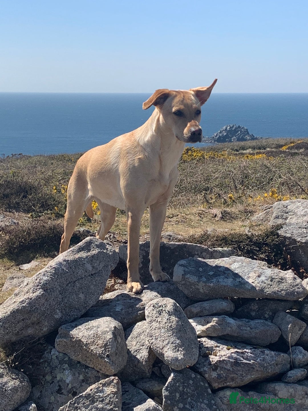 Labrador Retriever dogs for sale: Working/Active Pet - Image 10