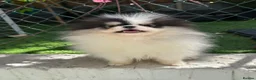 Pomeranian dogs for sale: Beautiful Pomeranians 🖤🤍 - Advert 6