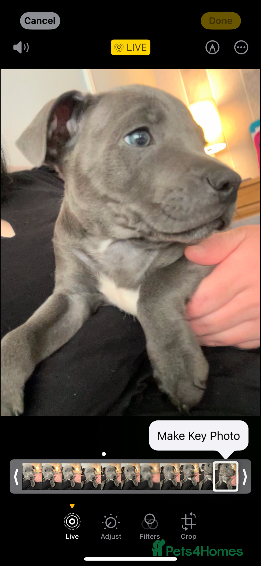 Staffordshire Bull Terrier dogs for sale: Blue staff pups  - Image 31