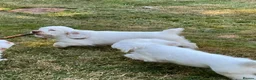 Clumber Spaniel dogs for sale: Quality Clumber Spaniel Puppies  in Malvern - Advert 6