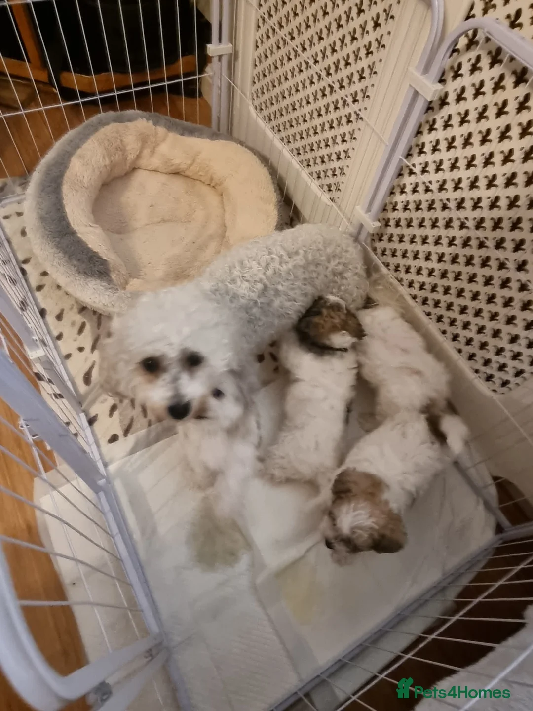 Bichon Frise dogs for sale: Bichon puppies for sale - Advert 16