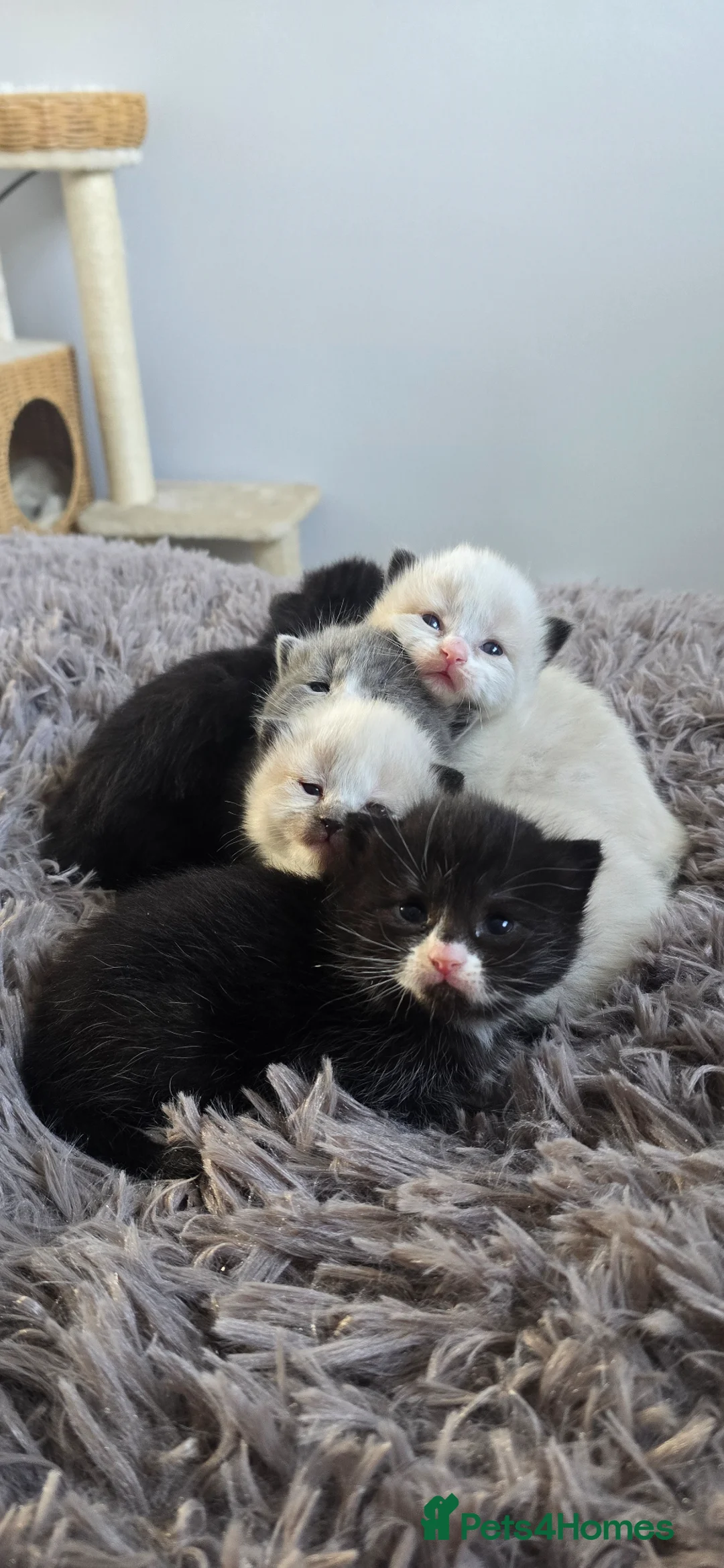 Ragdoll cats for sale: Ragdoll x BSH - Advert 1