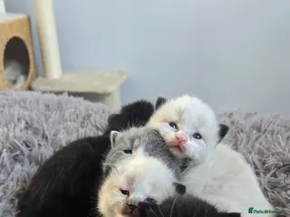 Ragdoll cats Ragdoll x BSH - Advert 1