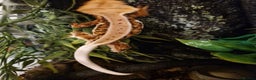 Gecko reptiles for sale: lily white crested geckos for sale - Advert 9