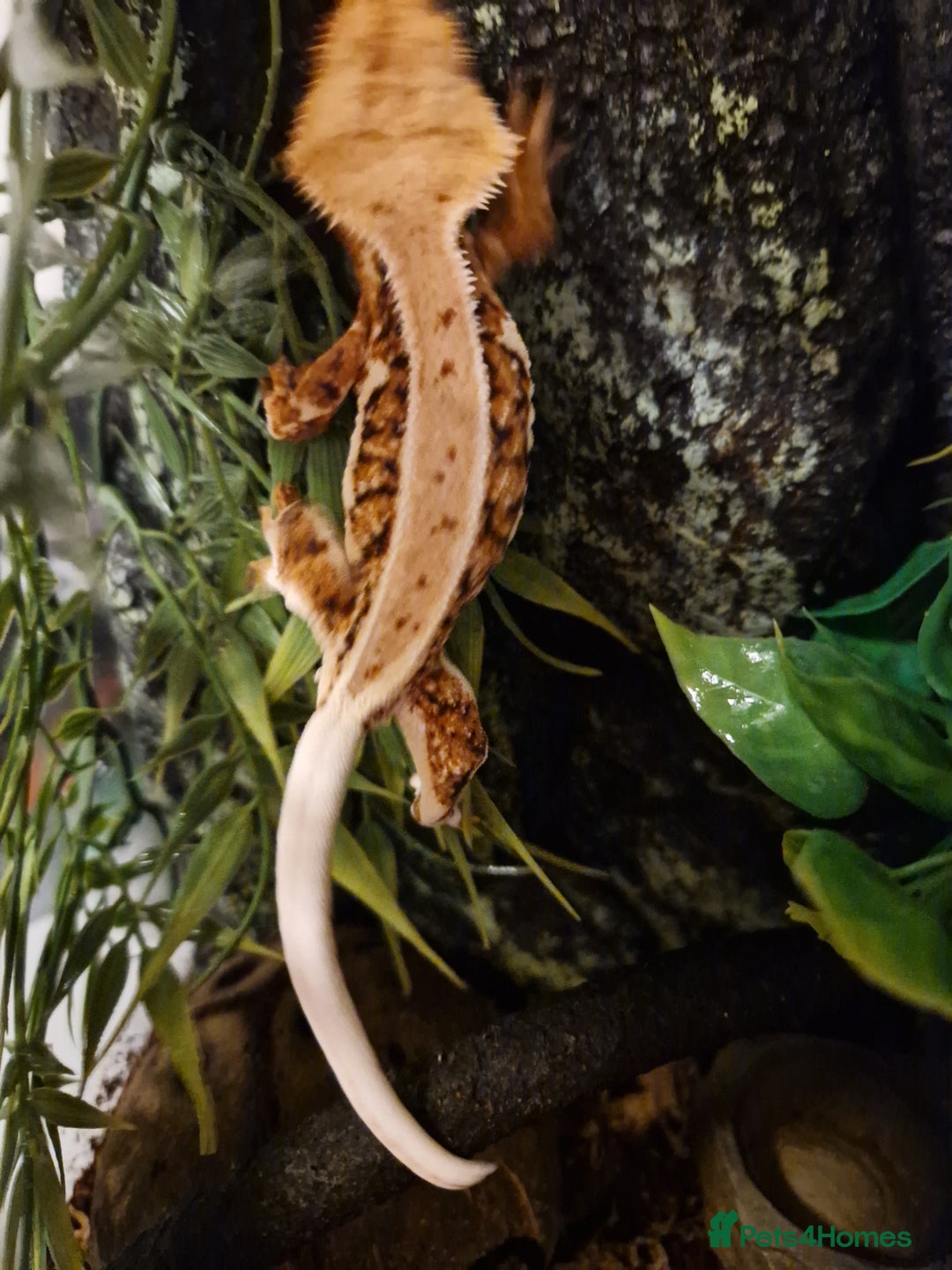 Gecko reptiles for sale: lily white crested geckos for sale - Advert 9