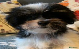 Maltese dogs for sale: Adorable little Maltese puppies  - Image 20