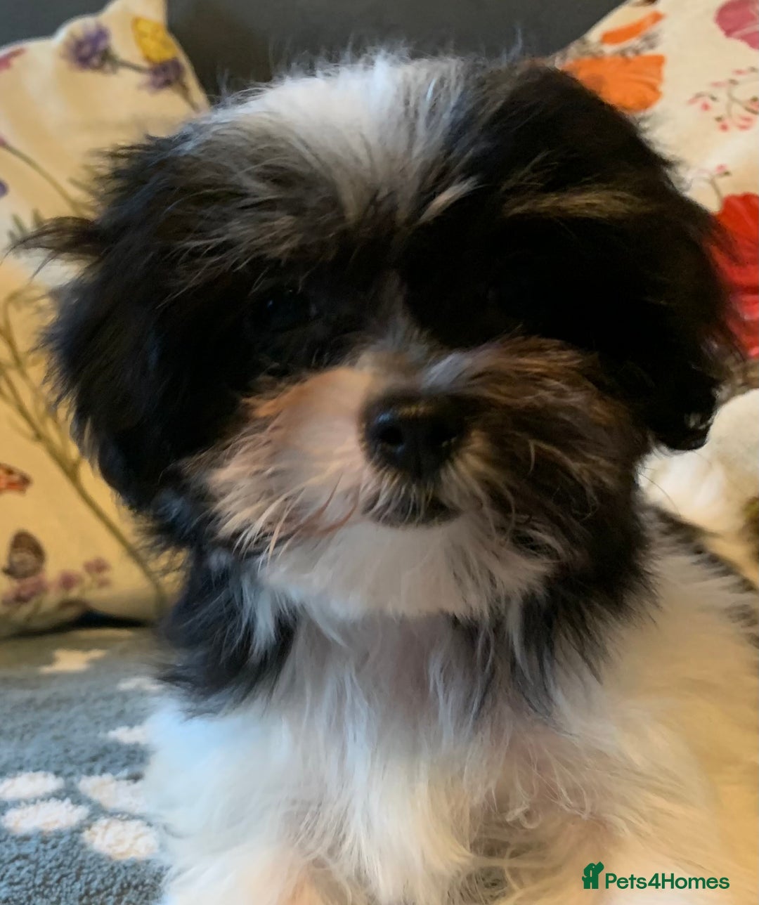 Maltese dogs for sale: Adorable little Maltese puppies  - Image 20