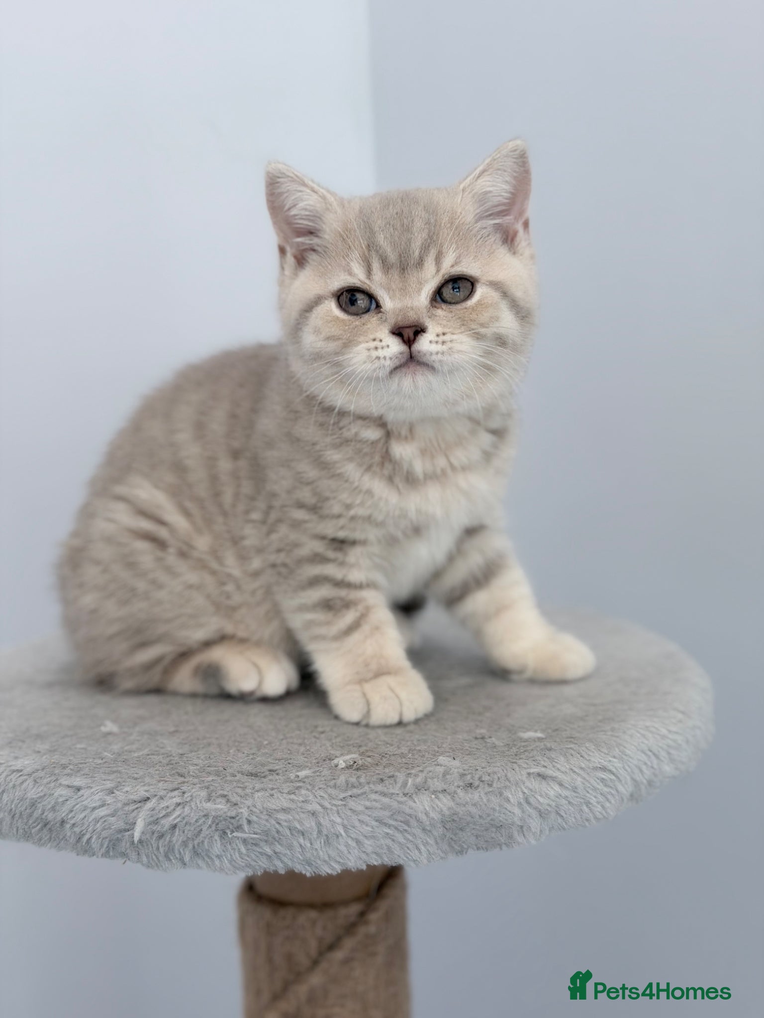 British Shorthair cats last GCCF British shorthair kitten to reserve - Advert 1