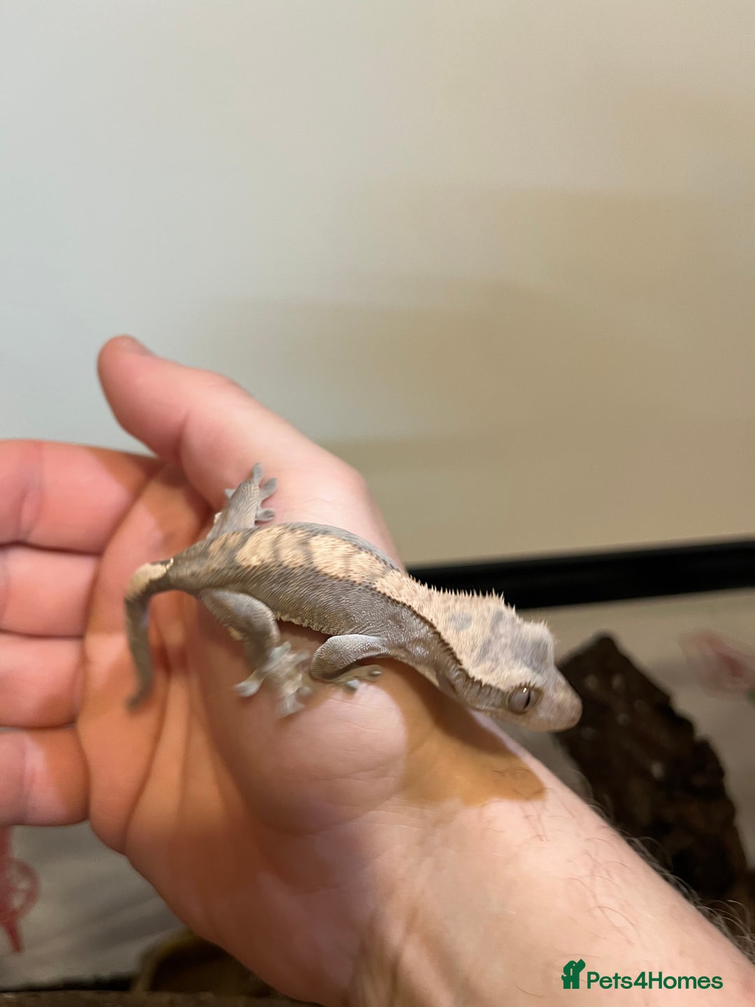 Gecko reptiles for sale: Crested gecko babies for sale  - Advert 8