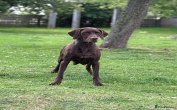 German Shorthaired Pointer dogs for sale: German shorthaired pointer x vizsla puppies - Image 4