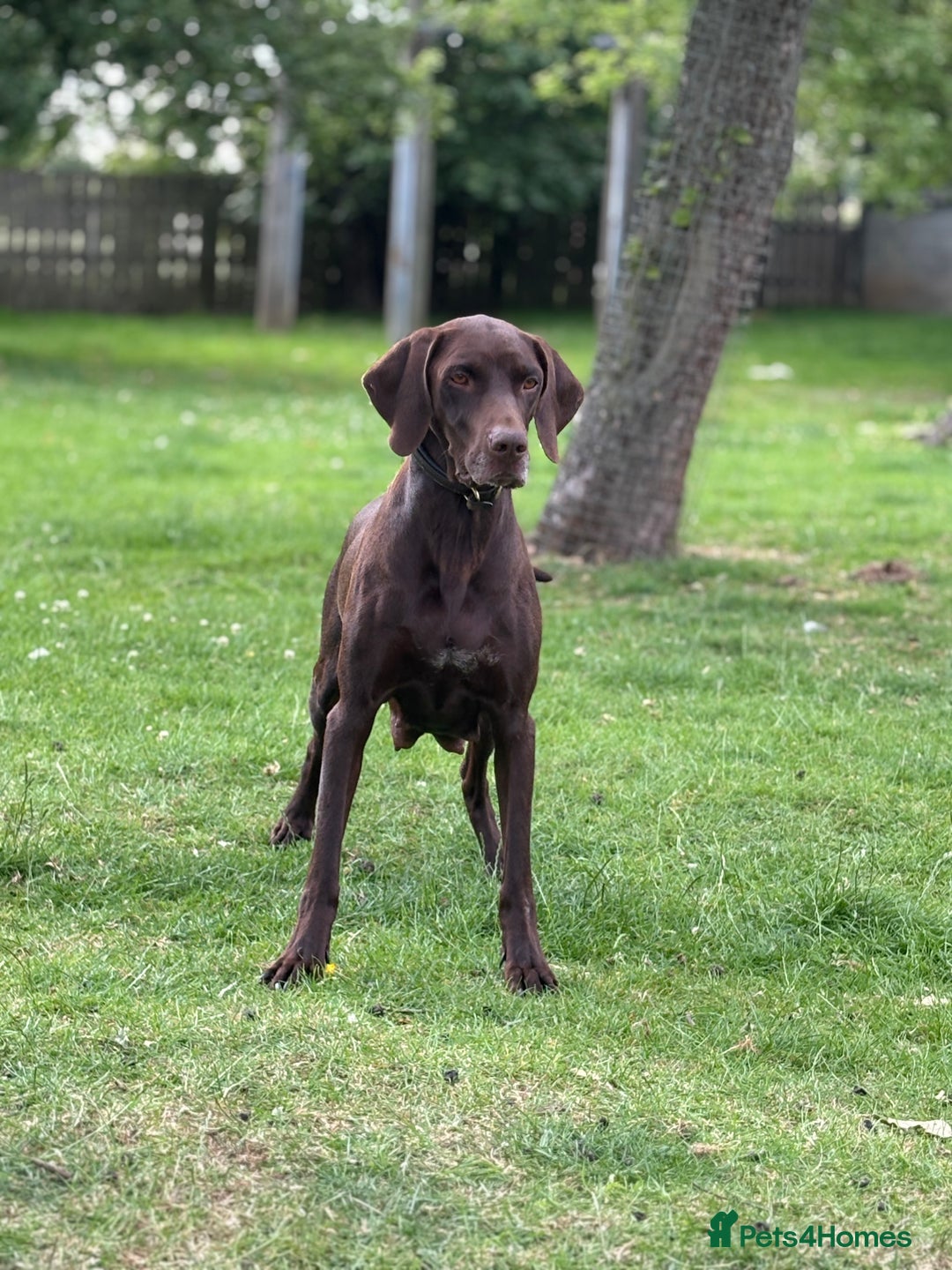 German Shorthaired Pointer dogs for sale: German shorthaired pointer x vizsla puppies - Image 4