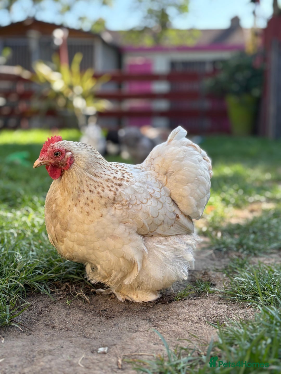 Chickens poultry for sale: Full set up including hens - Image 5